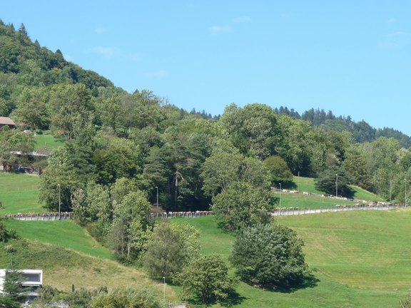 alpabfahrt2023-49.JPG 