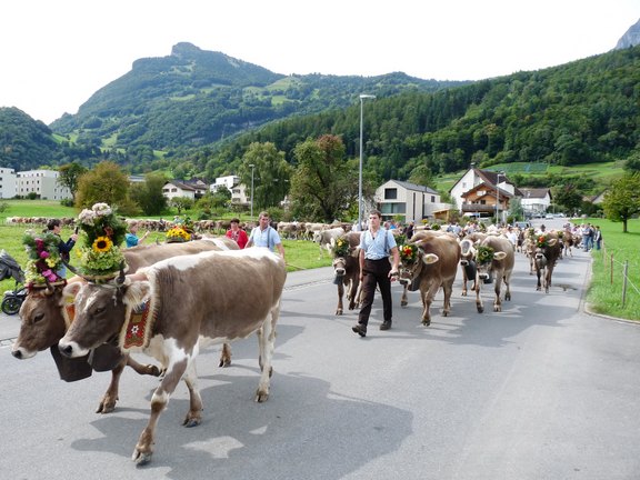 alpabfahrt-2025-09.JPG  