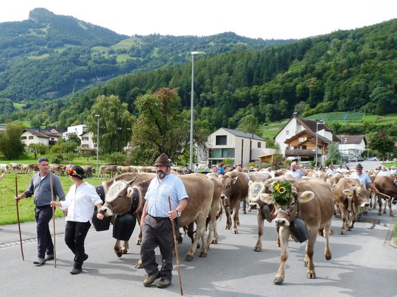 alpabfahrt-2025-11.JPG  