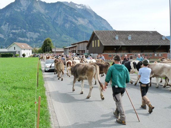 alpabfahrt-2025-15.JPG  