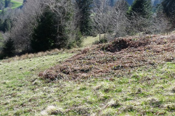 weidepflege-schanerholz-09.JPG  