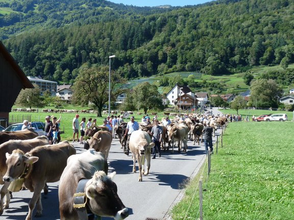 alpabfahrt2023-55.JPG 