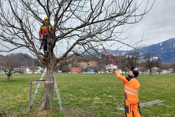 baumschneiden.jpg  