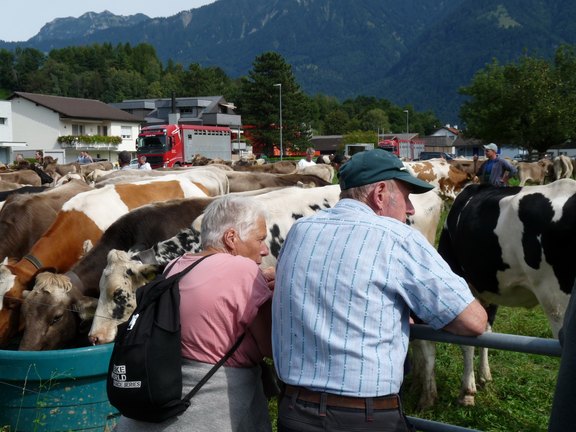 alpabfahrt-2025-17.JPG  