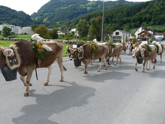 alpabfahrt-2025-07.JPG  