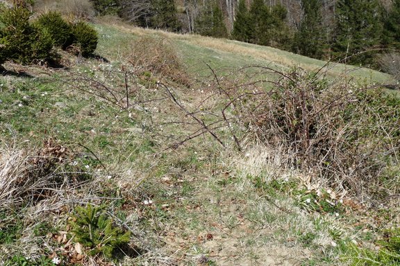 weidepflege-schanerholz-06.JPG  