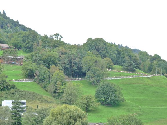 alpabfahrt-2025-02.JPG  