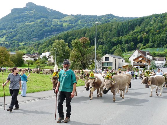 alpabfahrt-2025-08.JPG  