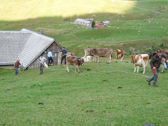 alpabfahrt2023-08.JPG 