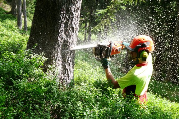 Forstarbeiten im Wartauer Wald