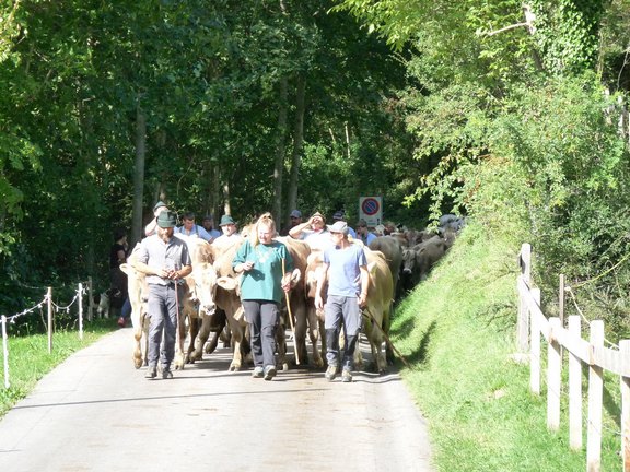 alpabfahrt2023-15.JPG 