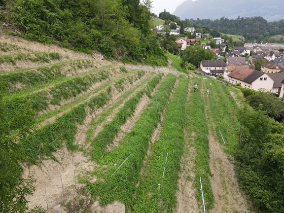 roessliwingert-34.jpg  