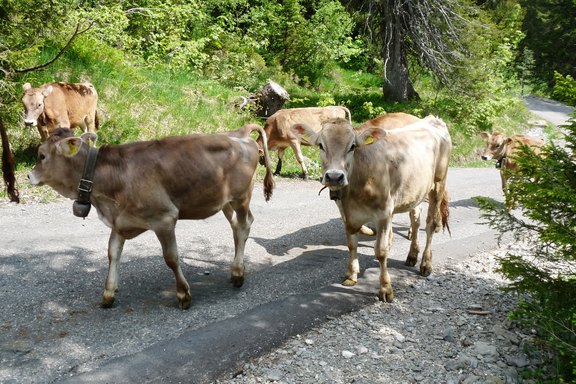 alpfahrt23-auftrieb-04.JPG 
