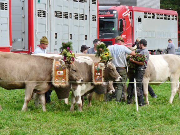 alpabfahrt-2025-16.JPG  