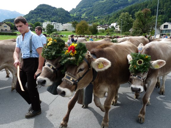 alpabfahrt-2025-10.JPG  